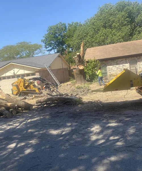 Tree Removal in Pantego 